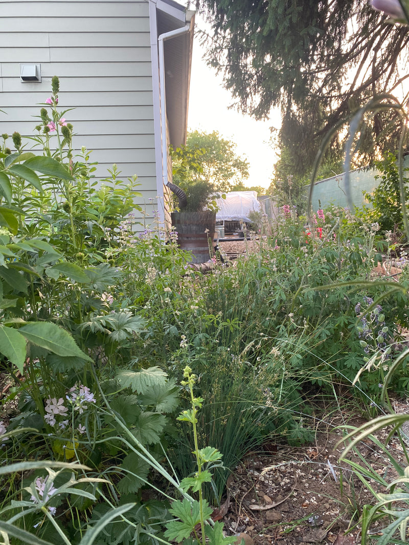 Established plantings // Portland, OR