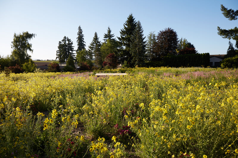 Meadow Restoration // Boring, OR