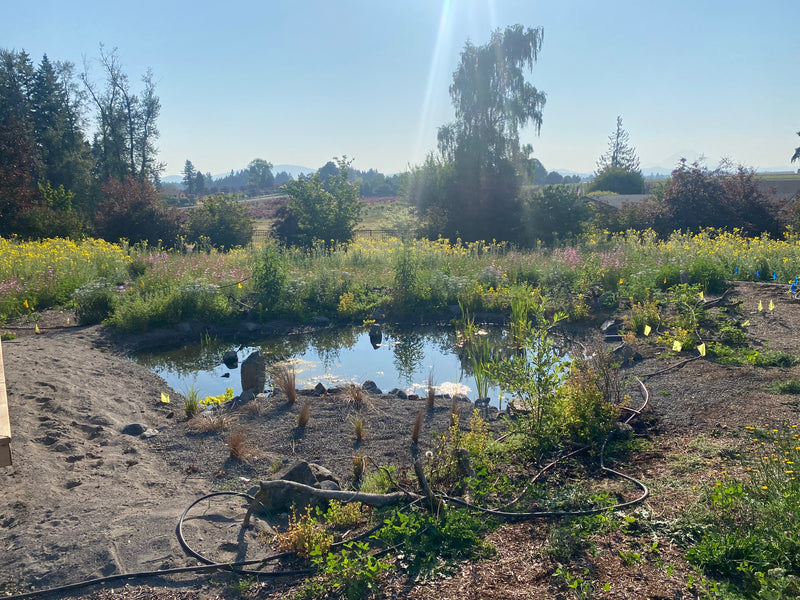 Pond Construction // Boring, OR