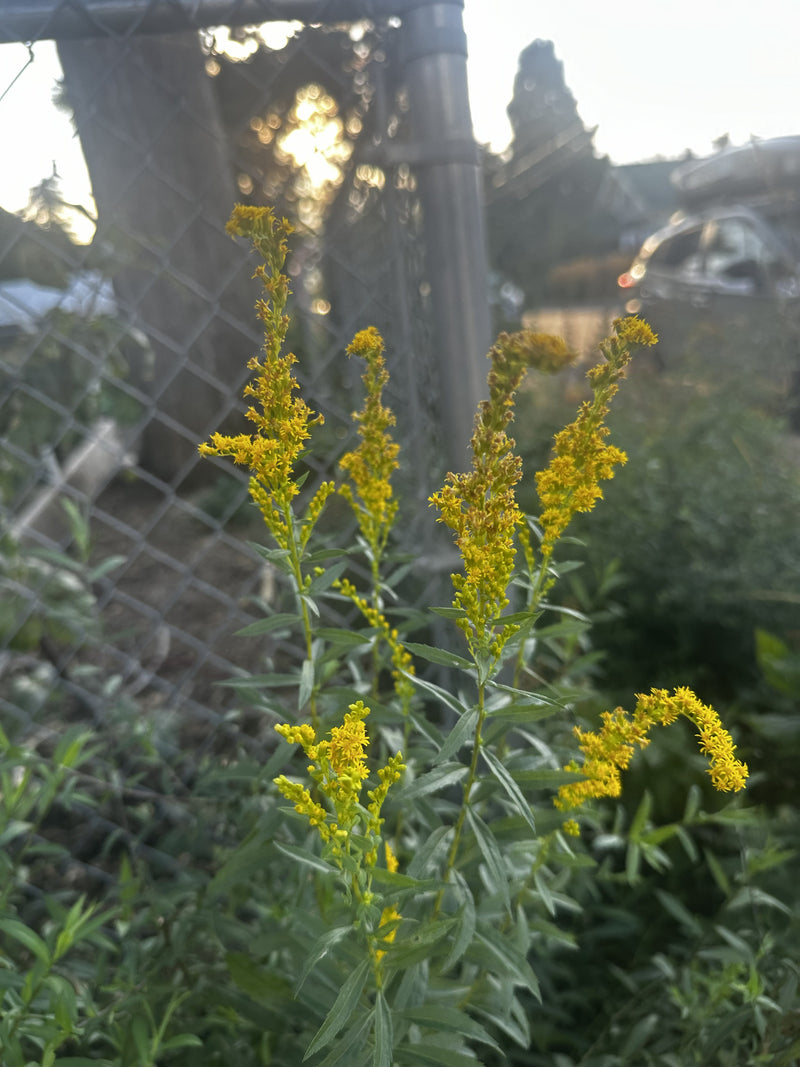 Urban Restoration // East Portland, OR