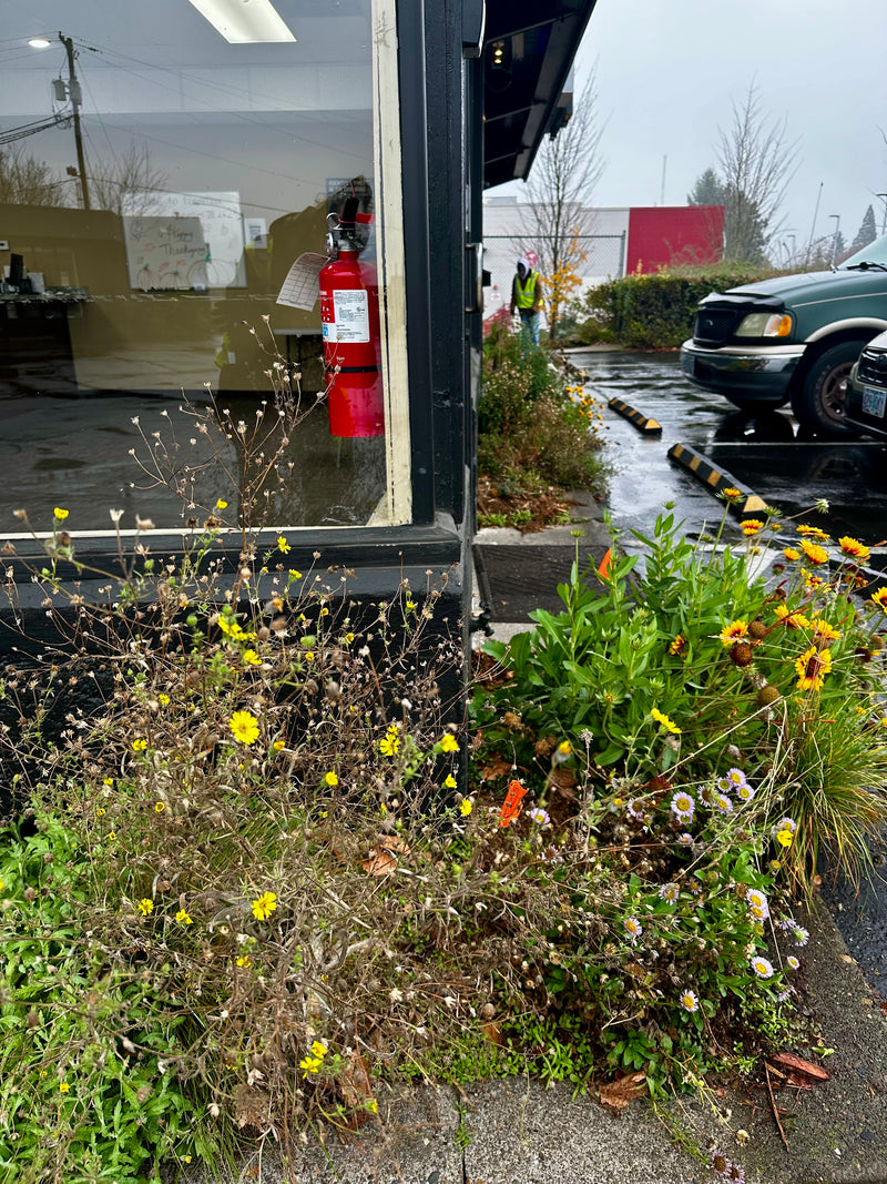 Commercial building plantings // Portland, OR