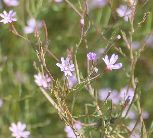 Tall Annual Willowherb