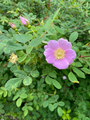 Nootka Rose