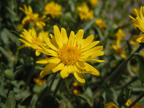 Hairy false goldenaster