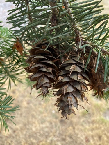 Douglas Fir