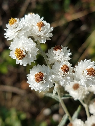 Western Pearly Everlasting