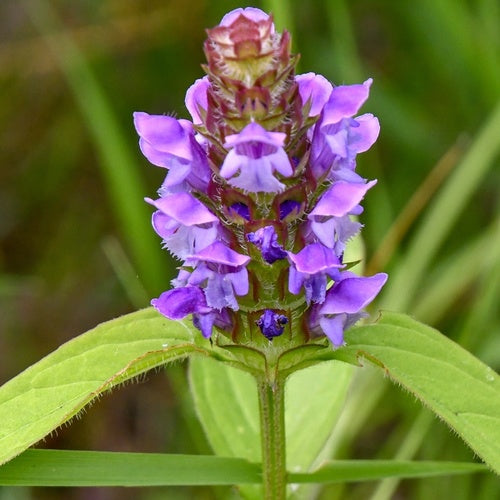 Self Heal