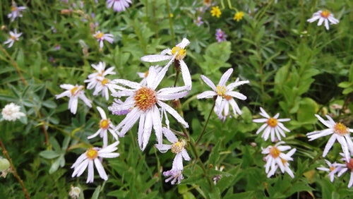 Cascade Aster