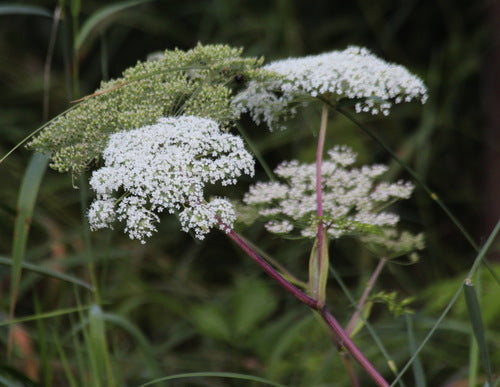 Kneeling Angelica