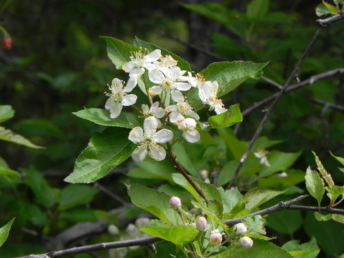 Pacific Crab apple
