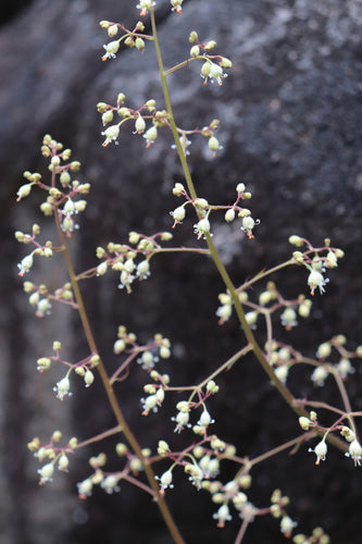 Crevice Alumroot