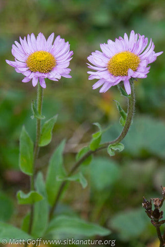 Subalpine Daisy