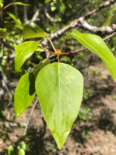 Black Cottonwood