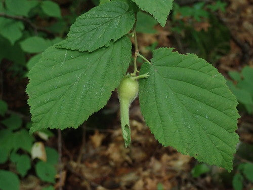 Beaked Hazel