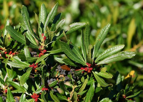 Pacific Wax Myrtle