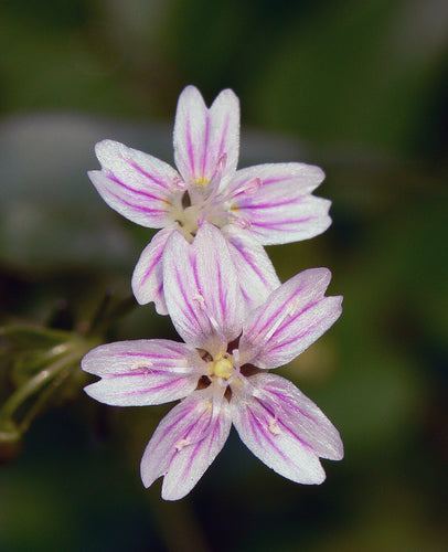 Siberian Miners Lettuce / Candy Flower