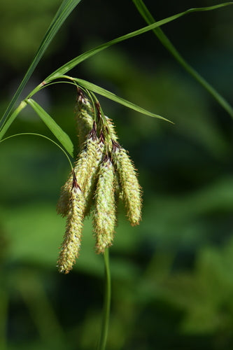 Merten's Sedge