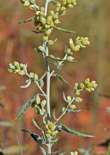 White Sagebrush