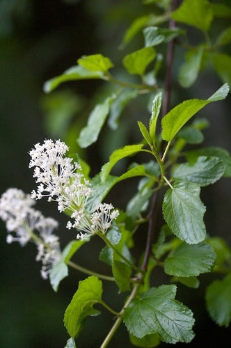 Red Stem Ceanothus/Oregon Tea Tree