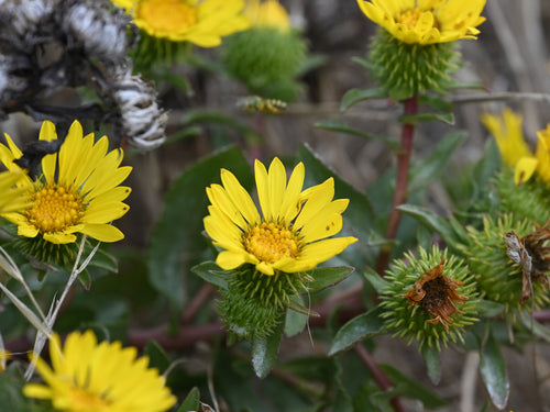 Coastal Gumweed