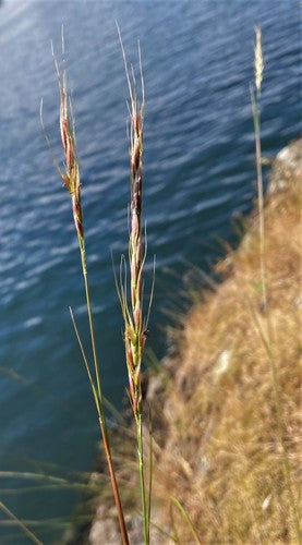Lemmons Needle Grass