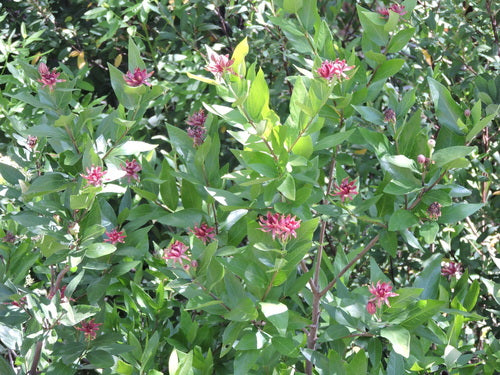 Spicebush