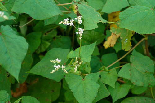 Perennial Buckwheat