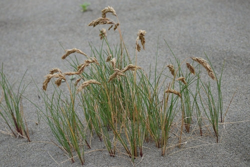 Seaside Bluegrass