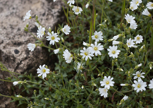 Field Chickweed
