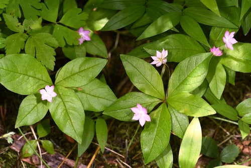 Starflower