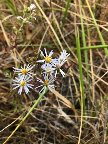 Halls Aster