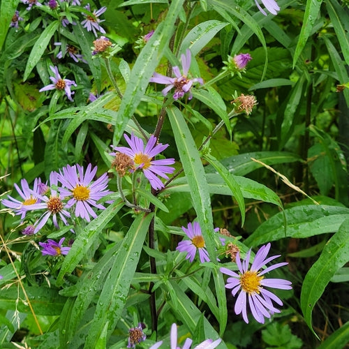 Douglas Aster