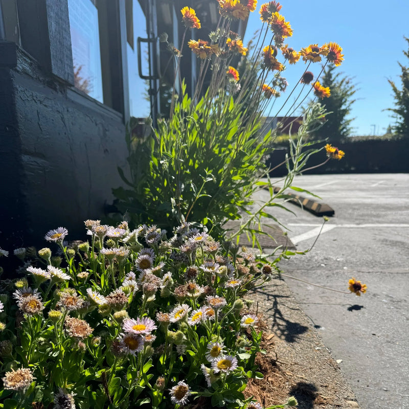 Commercial building plantings // Portland, OR