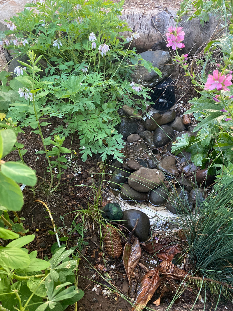 Rain garden // Portland, OR