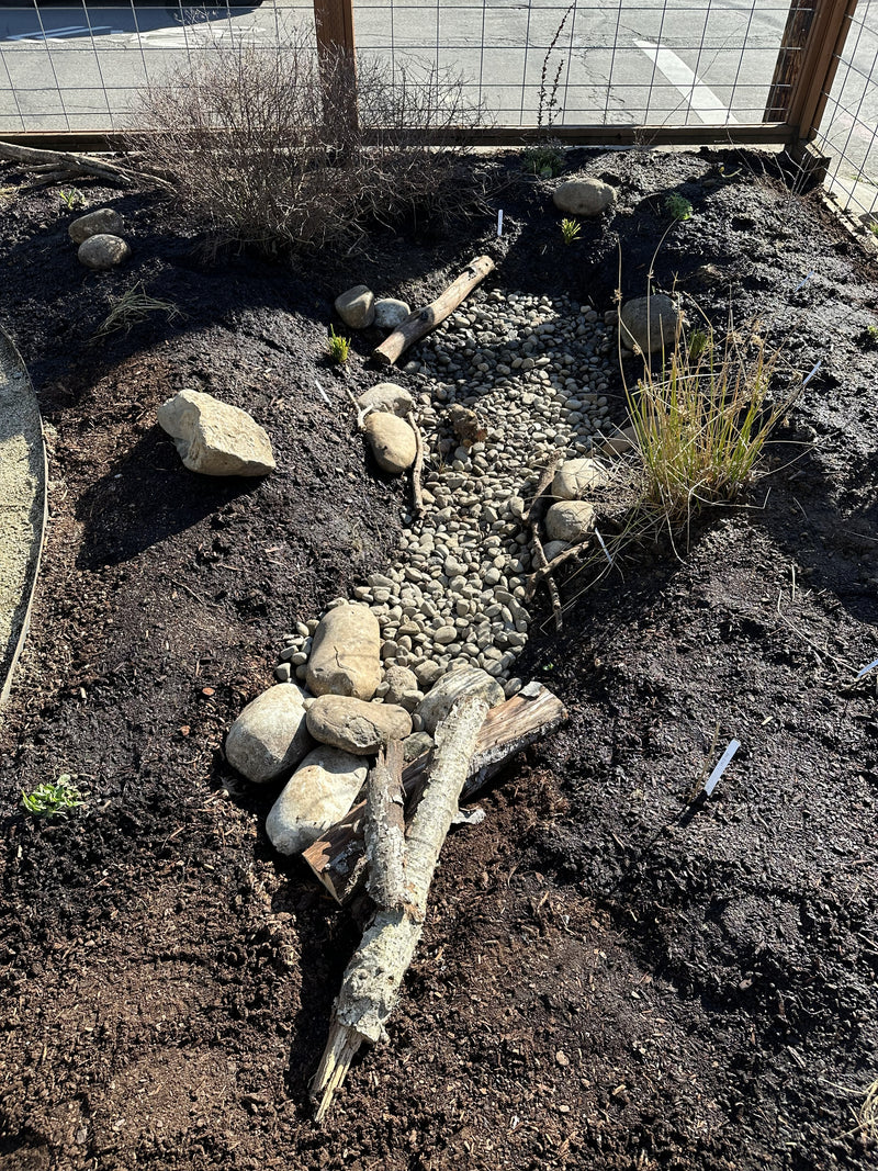 Rain garden // Portland, OR