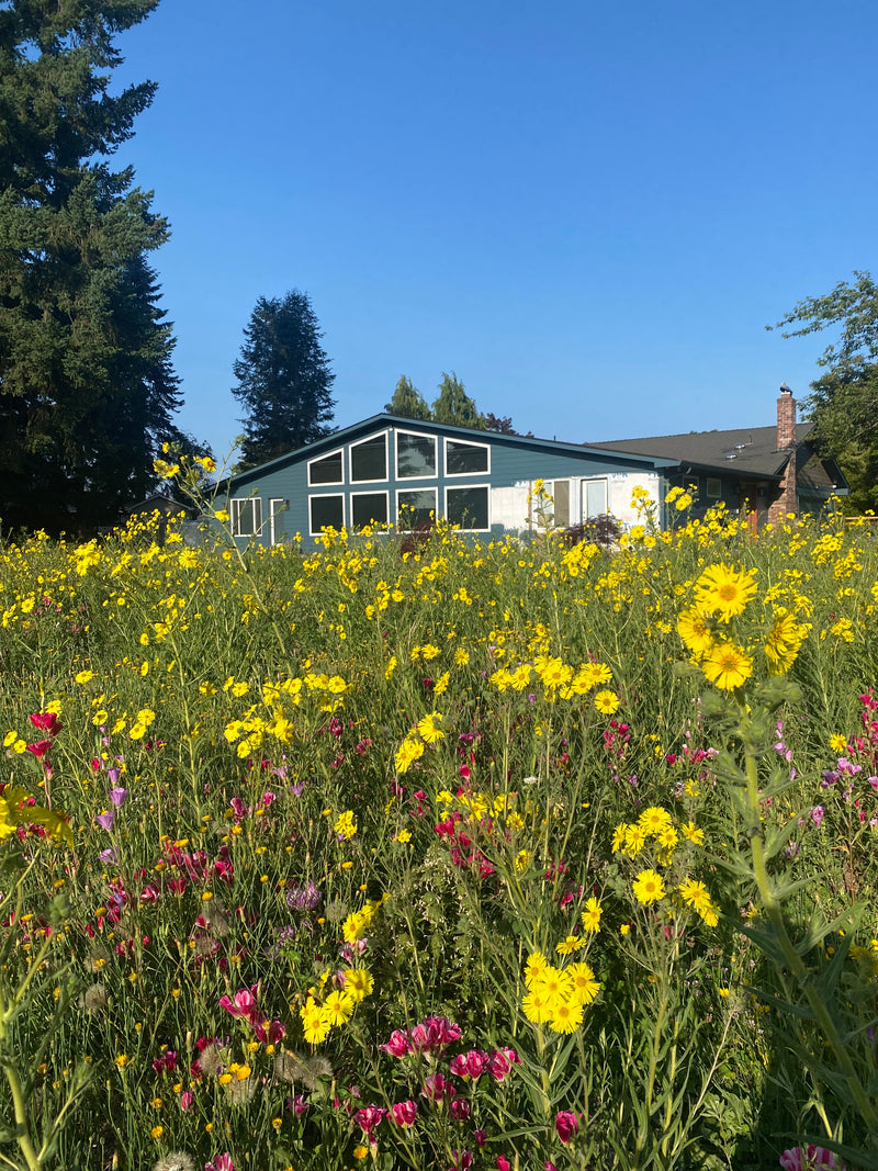 Meadow Restoration // Boring, OR