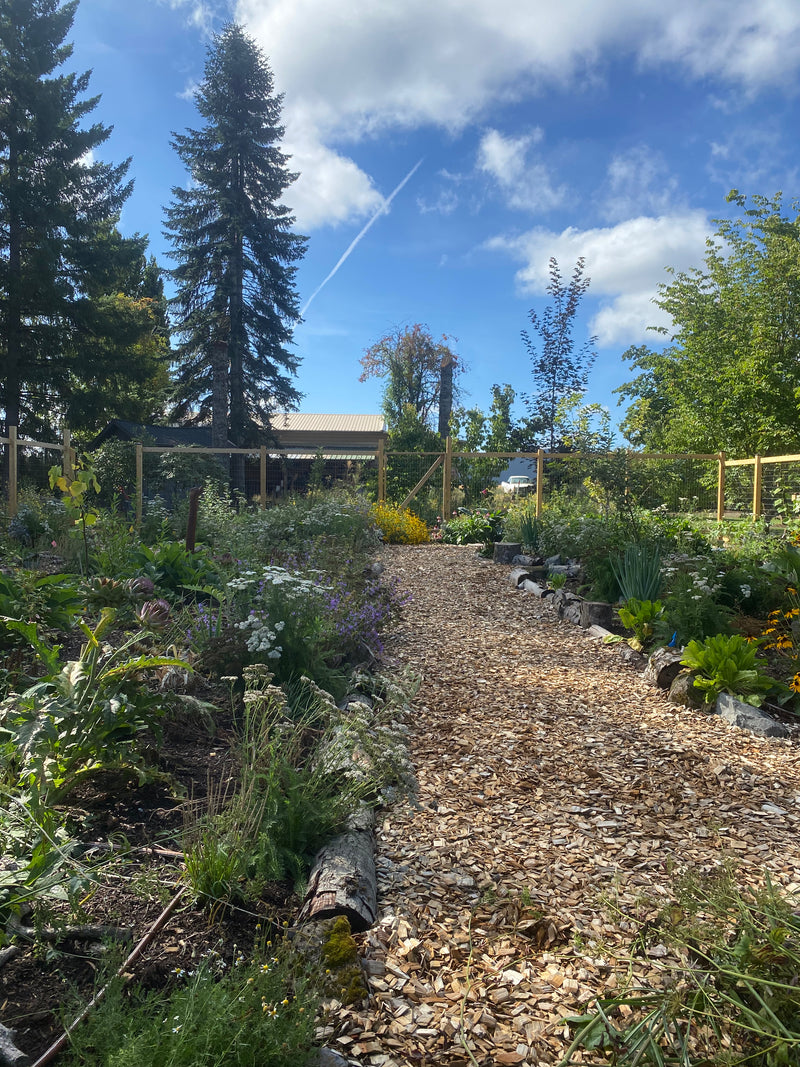 Food forest with deer fencing // Boring, OR