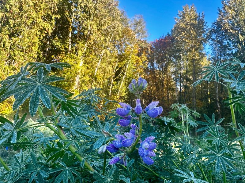 Broad acre restoration // Sandy, OR