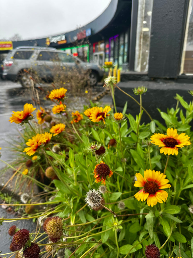 Commercial building plantings // Portland, OR