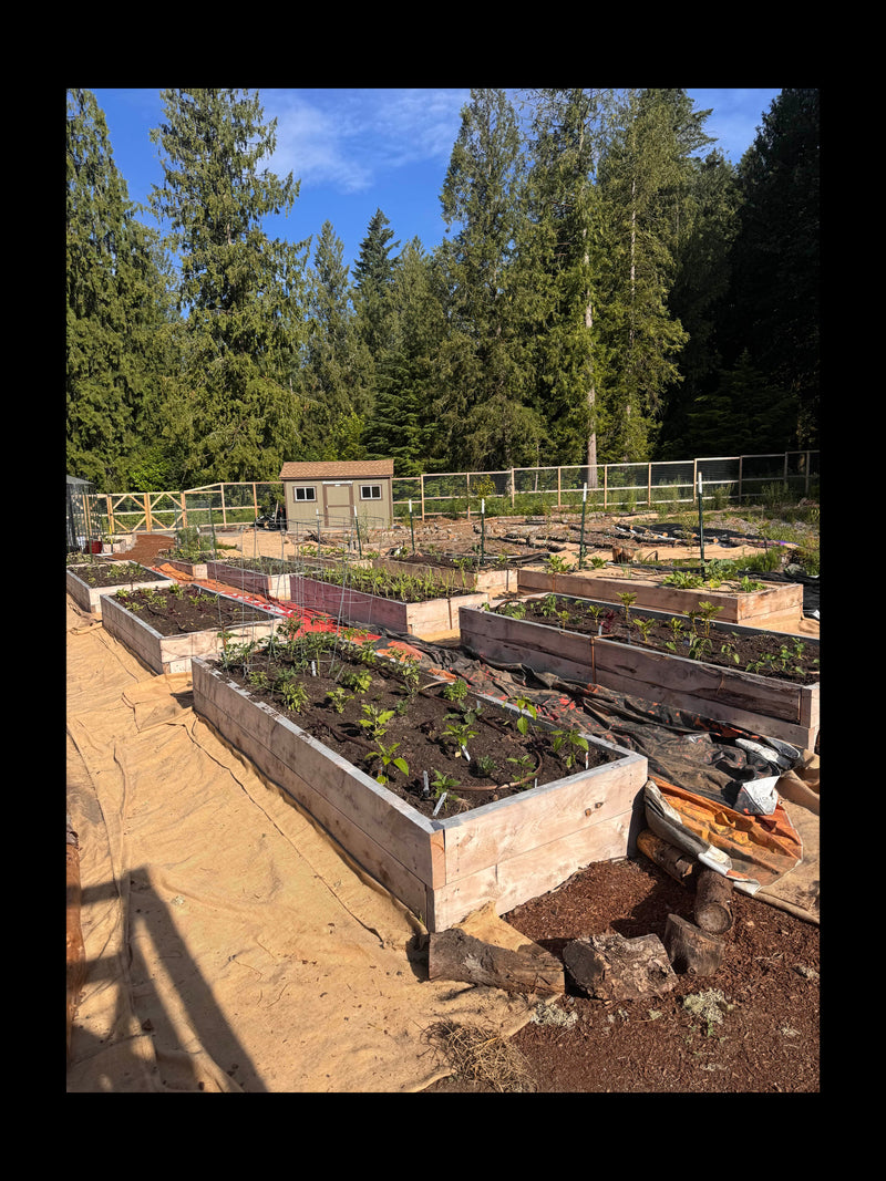 Juniper garden beds, part of a larger food forest implementation // Sandy, OR