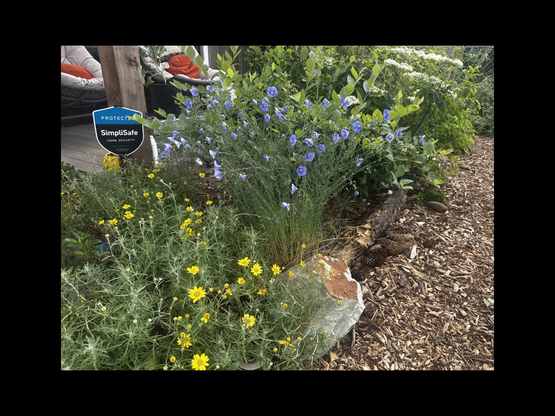 Residential Gardens // East Portland, OR