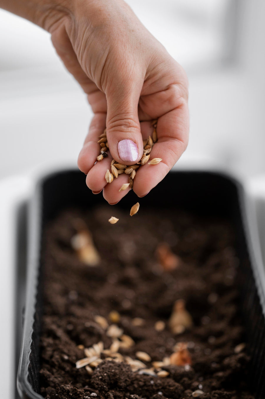 Seeds