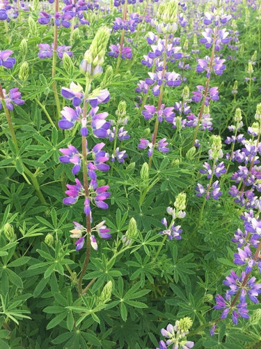 Streambank Lupine