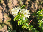 Bitter Cherry
