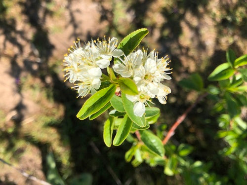 Bitter Cherry