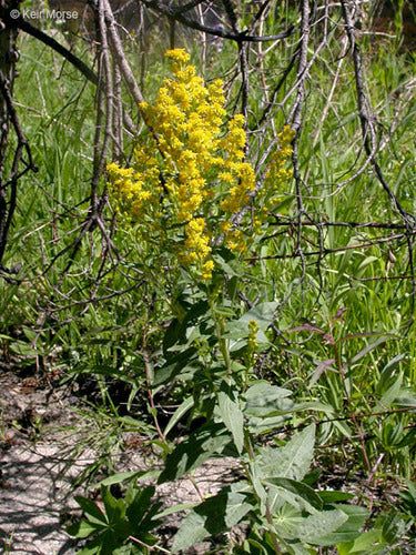 Meadow Goldenrod
