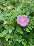 Nootka Rose