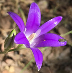 Harvest Brodiaea