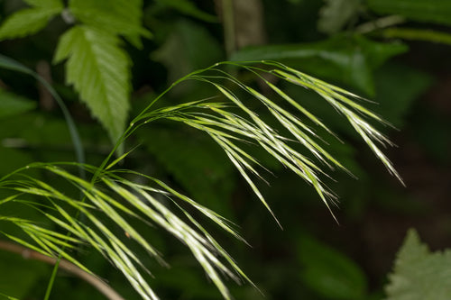 Columbia brome