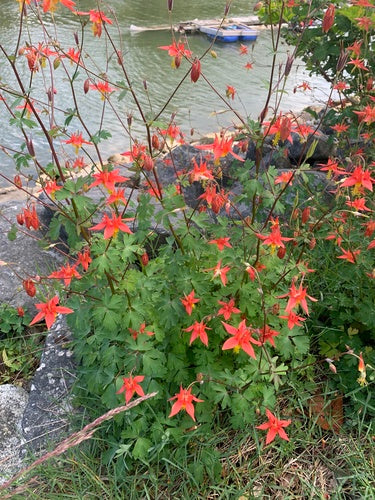 Western Columbine